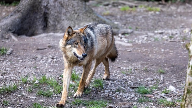 The animal was targeted in the crosshairs (symbolic image).