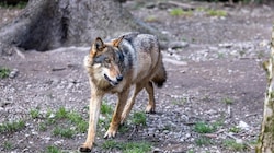 Das Tier wurde gezielt ins Fadenkreuz genommen (Symbolbild).