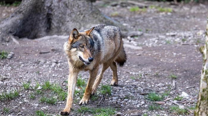 The animal was deliberately targeted (symbolic image).