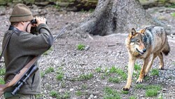 Ein Wolf wurde in Vorarlberg zum Abschuss freigegeben.  (Bild: Krone KREATIV/Daniel Scharinger, EXPA/Johann Groder)