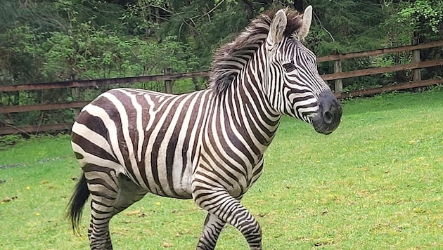 Eines der ausgebrochenen Zebras (Bild: APA/AP)
