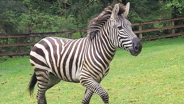 Eines der ausgebrochenen Zebras (Bild: APA/AP)