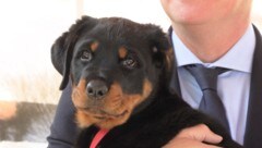 Welpe „Einar“ wurde am Dienstag getauft. (Bild: krone.tv)