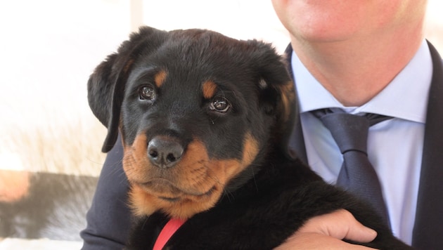 Puppy "Einar" was baptized on Tuesday. (Bild: krone.tv)