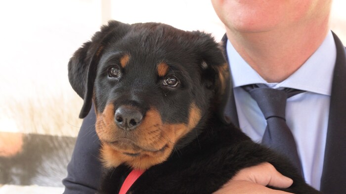 Puppy "Einar"