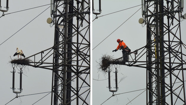 A Salzburg AG employee nudged the stork's nest on the ground near Moosstrasse - local residents are worried about Fridolin and Elsa. (Bild: zVg)