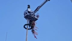 Allentsteigs Feuerwehr bekam „Besuch“ von Zwettler Kameraden, die mit dem Hubsteigegerät die abgebrochene Maibaumspitze entfernten.   (Bild: DOKU-NÖ/Doku NÖ)