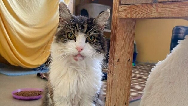"Giuseppe" is now the oldest cat at the Vösendorf animal shelter in the Mödling district (Bild: Tierschutz Austria )