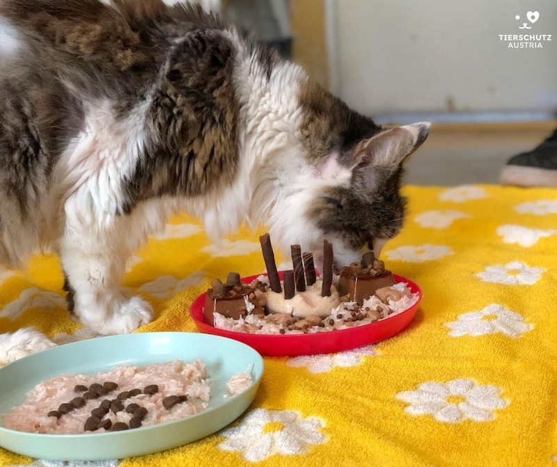 Der Stubentiger lässt sich seine Törtchen schmecken. (Bild: Tierschutz Austria )