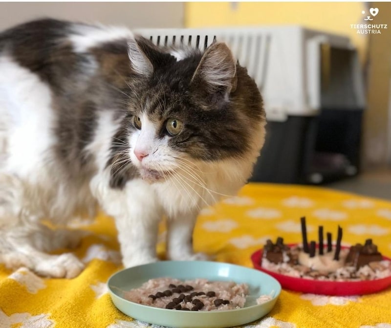 Alte Naschkatze: Zum Geburtstag gibt es für den Kater eine ordentliche Portion Leckerlis (Bild: Tierschutz Austria )