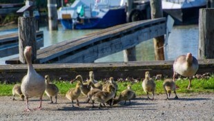 Gänsefamilien tummeln sich am See, wie hier zB. in Illmitz. Aber Vorsicht, die Gänseeltern ...