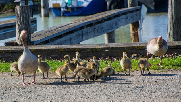 Gänsefamilien tummeln sich am See, wie hier zB. in Illmitz. Aber Vorsicht, die Gänseeltern ...