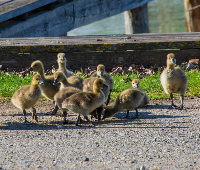 Am Neusiedler See tummeln sich viele Gänsekinder.