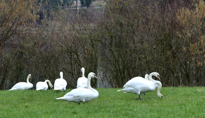 Die Landwirte in Garsten klagen über eine „massive Überpopulation“ der Wasservögel, die ihre ...