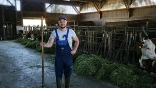 Florian R. (29) bei der Fütterung seiner Milchkühe im Stall, um die er sich große Sorgen macht. Er befürchtet, dass sie durch Schwanen-Kot erkranken könnten. (Bild: Mader Klaus Fotografie)