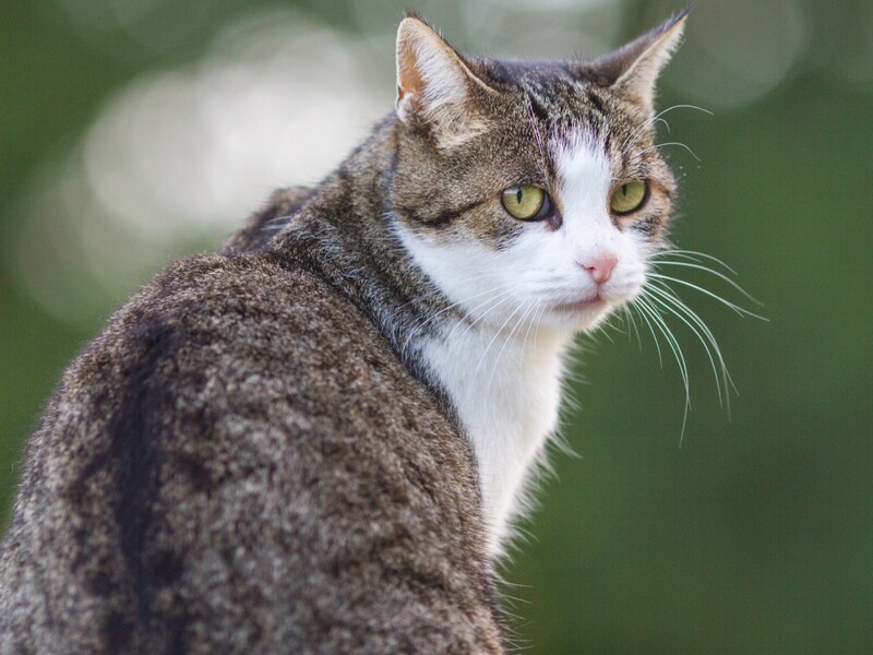 (Bild: Österreichischer Tierschutzverein)