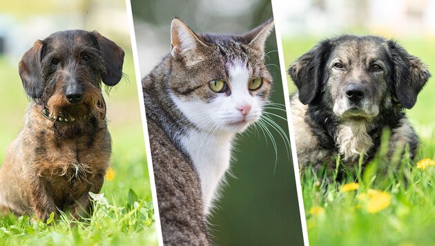 Bodo, Luna und Nala: sie alle sind auf Platzsuche. (Bild: Krone KREATIV/Laura Berndl (2), Österreichischer Tierschutzverein)