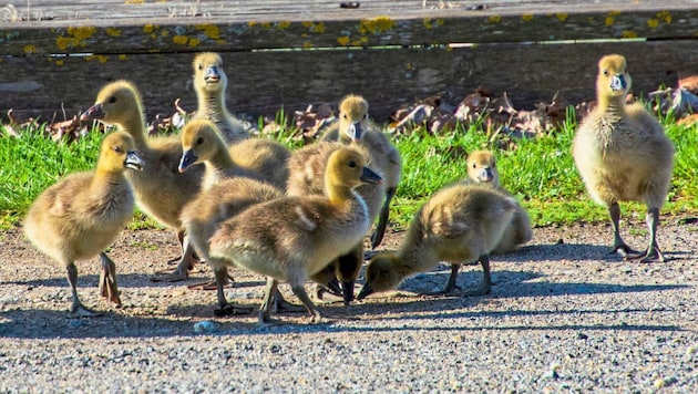 Many goslings flock to Lake Neusiedl. (Bild: Charlotte Titz)