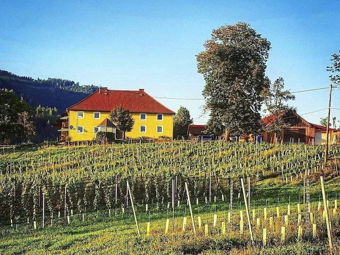Hier wird der Wein angebaut.