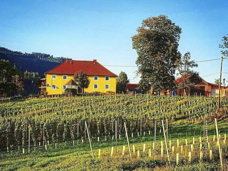 Hier wird der Wein angebaut. (Bild: zvg)