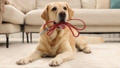 Ein Labrador-Mischling biss am Wochenende zu. (Bild: Olga Yastremska, New Africa, Africa Studio)