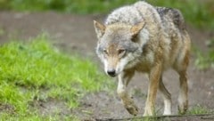 Heuer wurden bereits Wölfe in der Steiermark gesichtet, keiner von ihnen hatte aber ein problematisches Verhalten. (Bild: Gerhard Schiel)