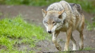 Heuer wurden bereits Wölfe in der Steiermark gesichtet, keiner von ihnen hatte aber ein ...