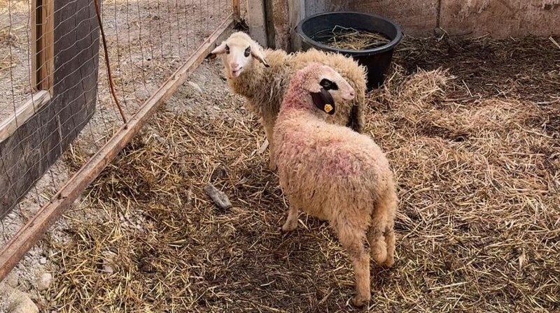 These two young animals survived the attack. (Bild: Save the Alps)