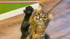 Die Katzen fühlen sich im Café sichtlich wohl.