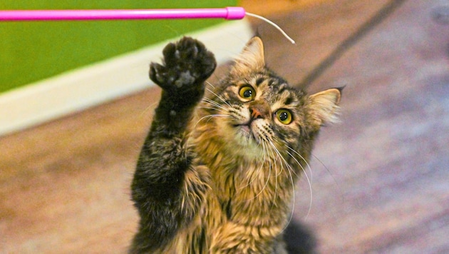 Die Katzen fühlen sich im Café sichtlich wohl.