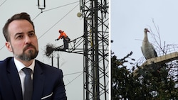 Chef Michael Baminger und die Salzburg AG haben beim Entfernen eines Storchennests nur von „ein paar Ästen“ gesprochen – das hat Konsequenzen (Bild: Tröster, zVg)