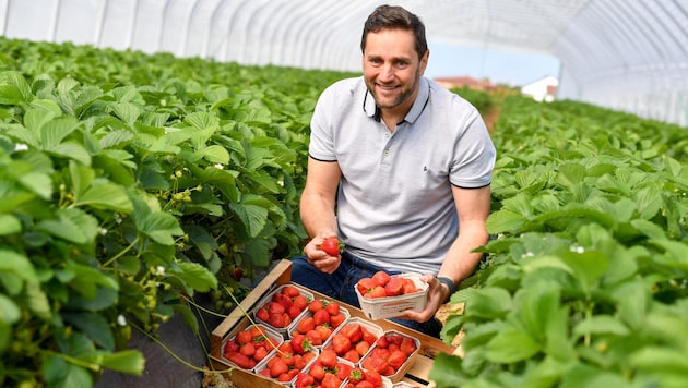 Bernhard Aichinger präsentiert stolz seine prächtigen Erdbeeren. (Bild: © Harald Dostal)