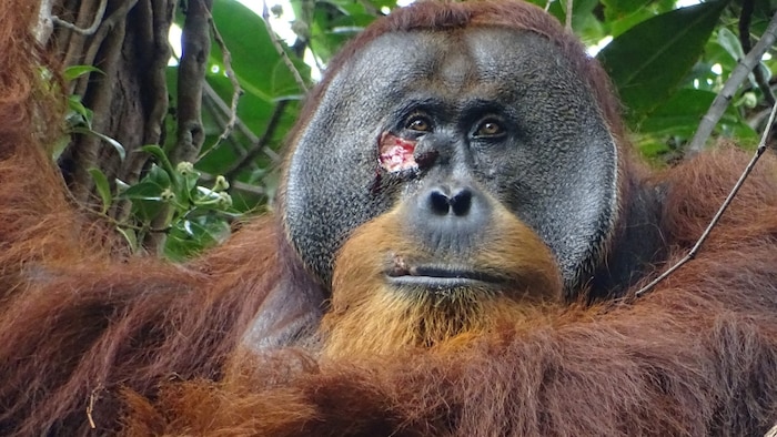 "Rakus" (pictured) treated his wound himself - with the sap of a liana and plenty of sleep.