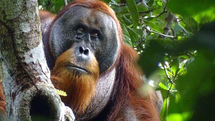The orangutan without the nasty wound on his face.