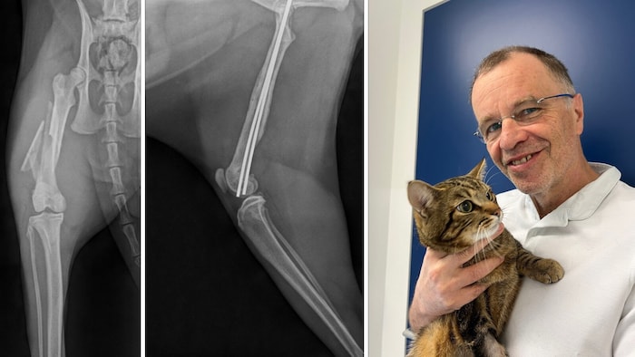 Brüche am Becken und Oberschenkel wurden operiert. Am Bild: Tierarzt Dr. Dietmar Schnötzinger von der Tierklinik Schwanenstadt mit „Leo“.