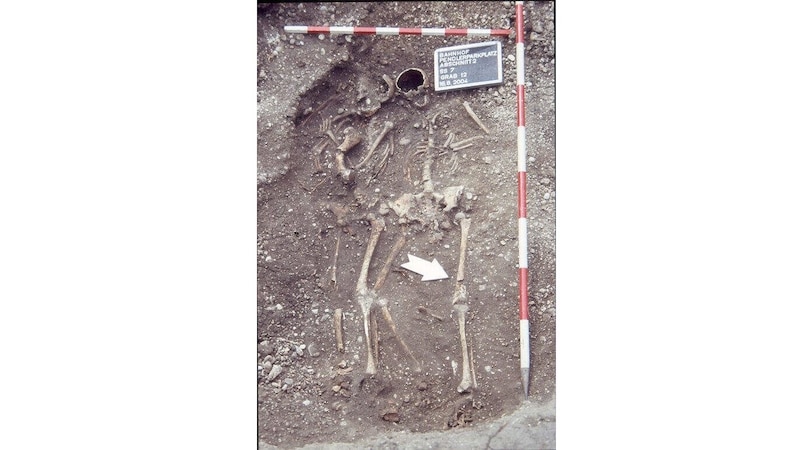 Das Grab bei der Entdeckung – das Pferd liegt unter den beiden menschlichen Skeletten (Bild: Stadtmuseum Wels)