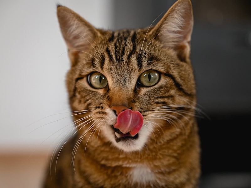 The stray was loved everywhere. (Bild: Wenzel Markus/Markus Wenzel)