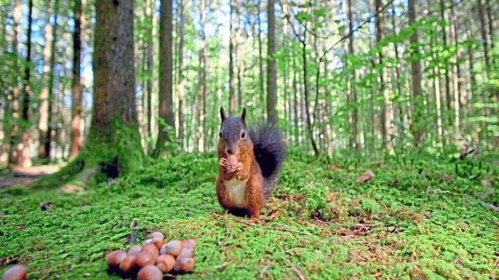 „Unsere Wälder“ am Donnerstag um 20.15 Uhr auf ARTE.