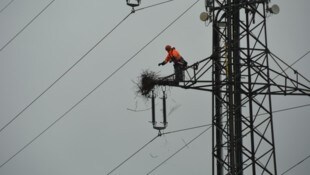 Nach dem Leopoldskroner Nest-Stupser inklusive Magistratsanzeige reagiert der Stromkonzern: Die Salzburg AG prüft die Installation von speziellen Körben. (Bild: zVg)