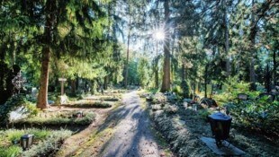 Der Wald ist ein wichtiger Wirtschaftsfaktor. Noch wächst in Österreich mehr nach als genutzt ...
