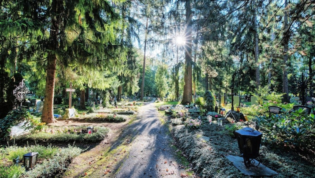 Der Wald ist ein wichtiger Wirtschaftsfaktor. Noch wächst in Österreich mehr nach als genutzt wird. (Bild: Adrian Hipp)