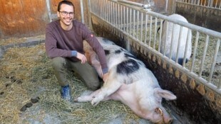 „Meister Eber“ lässt sich von Maurer gerne kraulen.