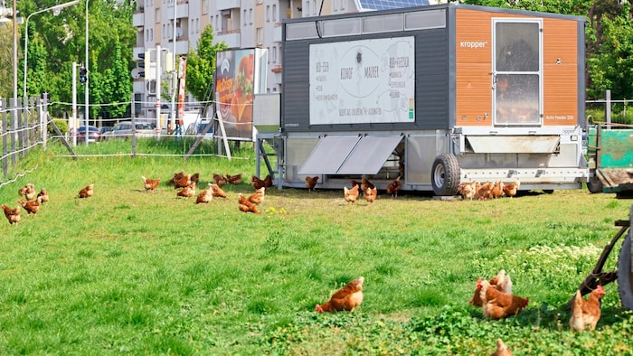The mobile chicken coop is moved every two weeks.