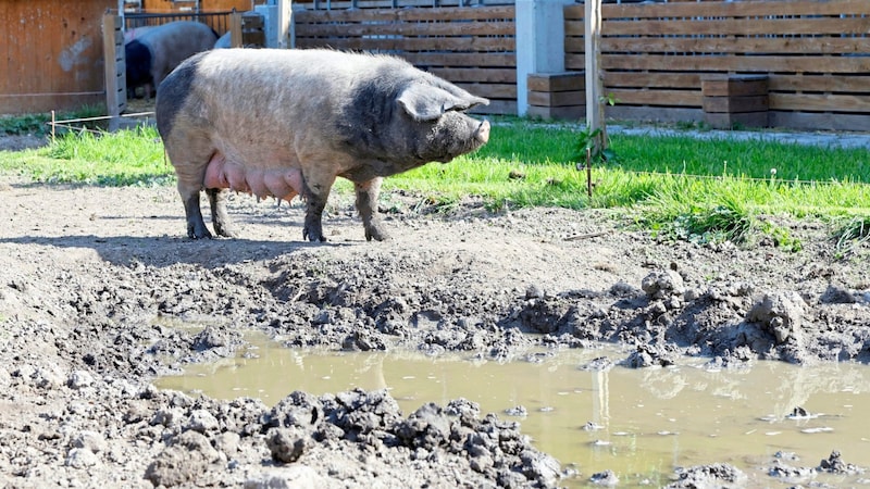 Die Schweine lieben die Suhle, die zur Parasitenbekämpfung dient. (Bild: klemens groh)