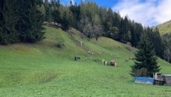 Zahlreiche Rettungskräfte waren vor Ort. (Bild: FF Gries)