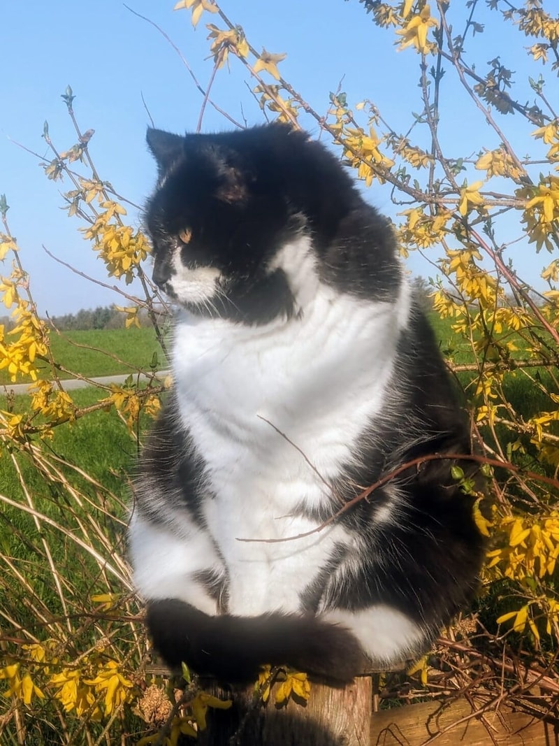 „Bibsi“ hat bald keine Bleibe mehr! (Bild: Katzenfreunde)