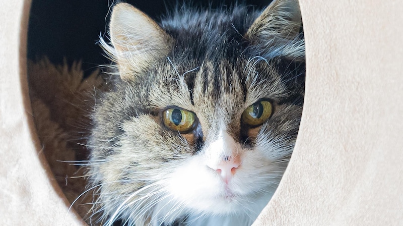 The enchanting Mona lives in the Mentlberg animal shelter's senior citizens' ward. (Bild: Christian Forcher)