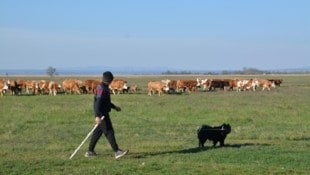 Die Rinder sind in Illmitz wieder auf der Weide. 