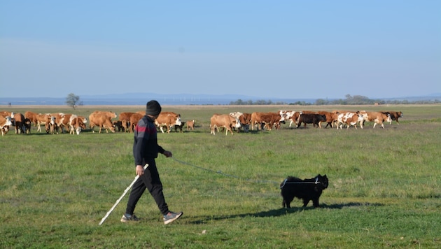 Die Rinder sind in Illmitz wieder auf der Weide.  (Bild: Charlotte Titz)