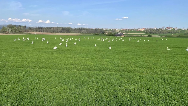 Swans are becoming a plague in Lower Carinthia. (Bild: zVg)